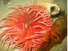 Photo of Sand-Rose Anemone - Urticina columbiana